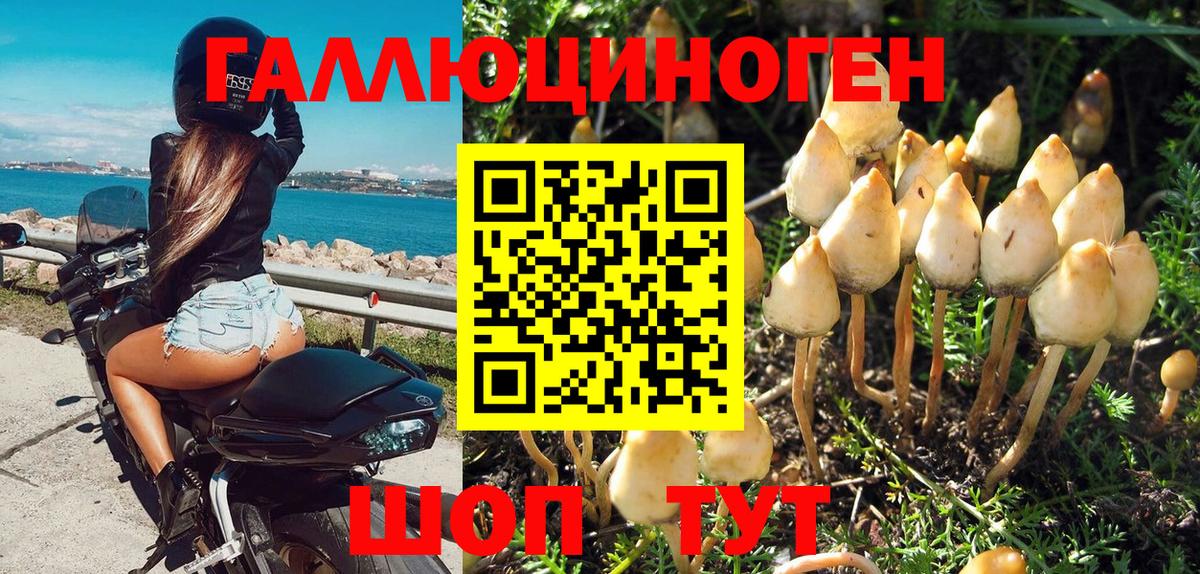 Бийск  где продают   Вход с VPN  Галлюциногенные грибы мицелий 